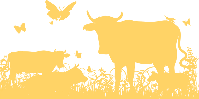 Yellow Sihlouette Illustration Of Cows In Field With Butterflies
