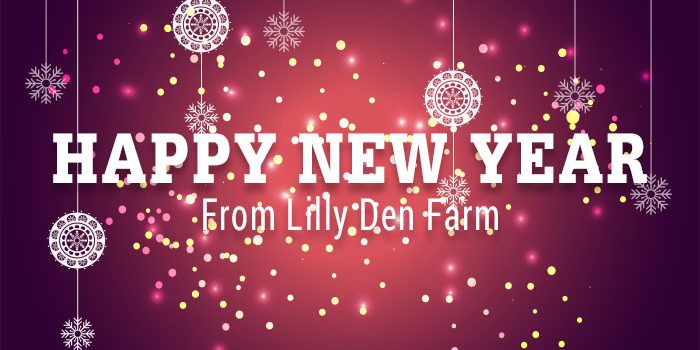 Happy New Year From Lilly Den Farm White Type Over Red Christmas Background