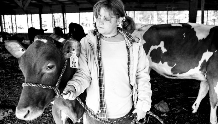 Lilly has a cow on a lead in the barn