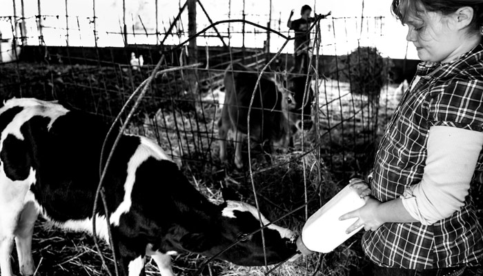 Power of Milk Lilly feeding a calf from a bottle in the barn