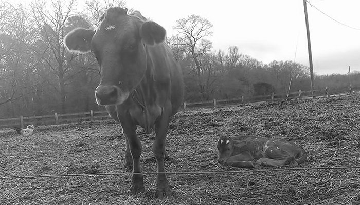 Sustainably raised cow and calf at Lilly Den Farm