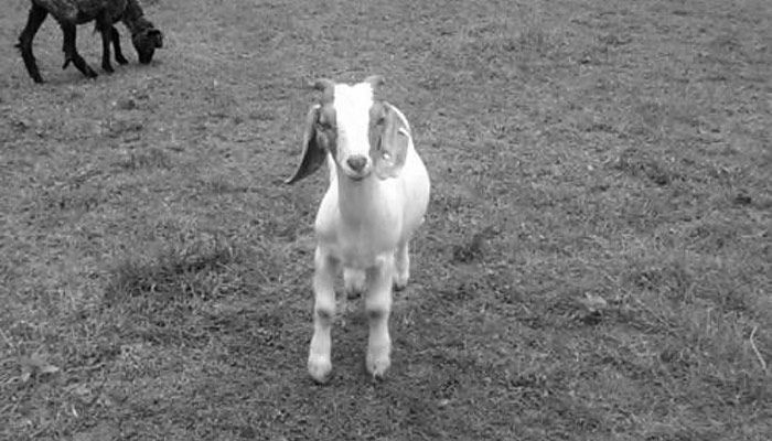 Sustainably raised goats at Lilly Den Farm