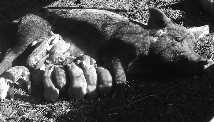 Sustainably raised pork at Lilly Den Farm