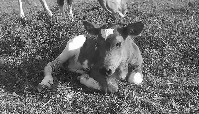 Sustainably raised veal at Lilly Den Farm