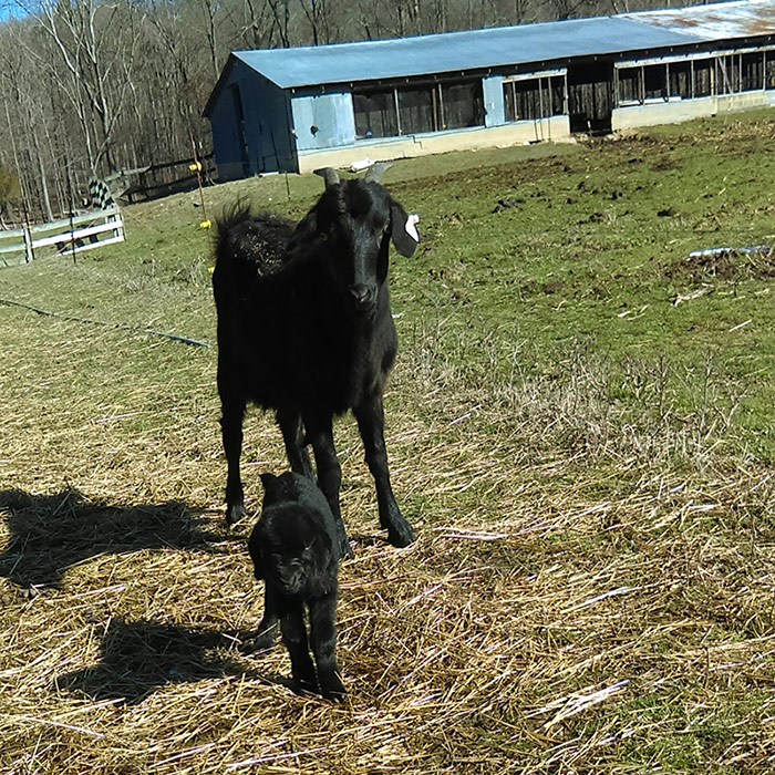 Black baby goat with its momma