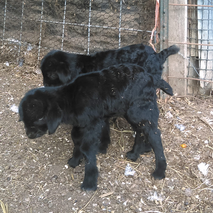 Black baby goats