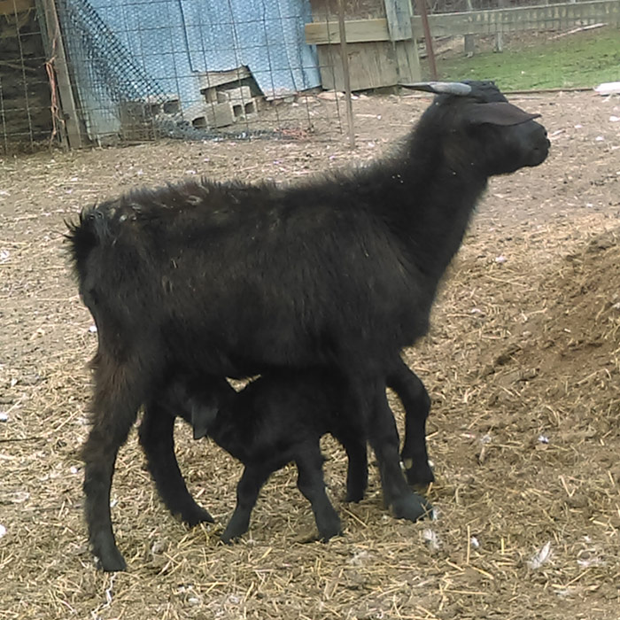 Black baby goat nursing with its momma