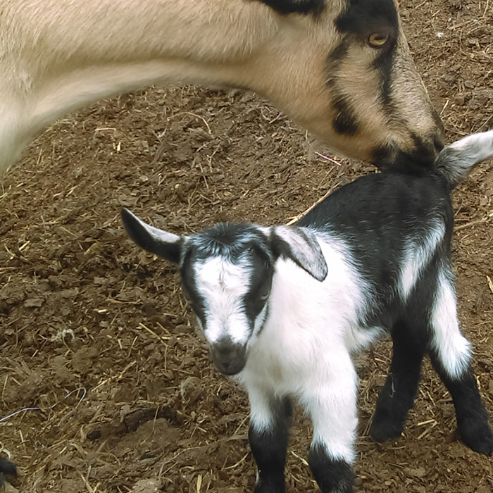 Black and white baby goat with its momma