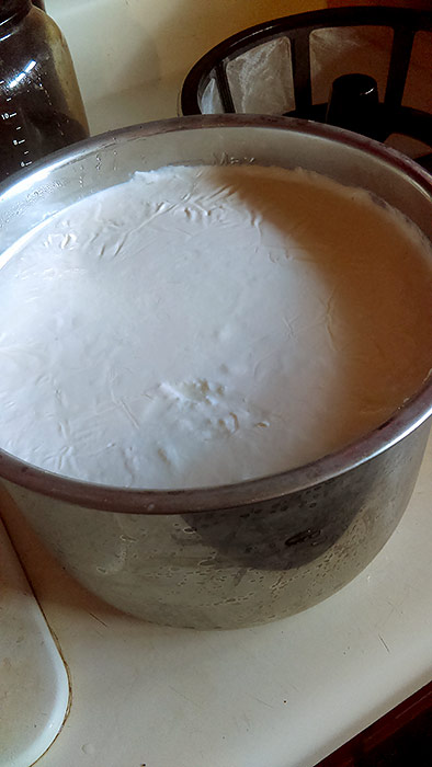 Homemade yogurt starter