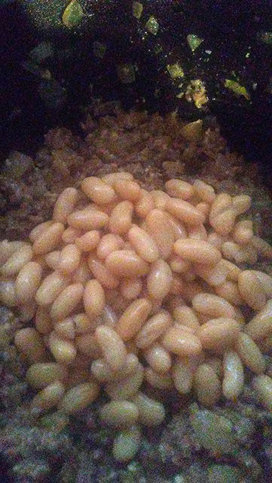Pasta Fazool Ingredients - Onions, Ground Beef, Parmesan Cheese, Cannellini Beans