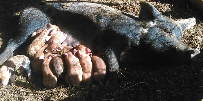 Piglets nursing on momma pig