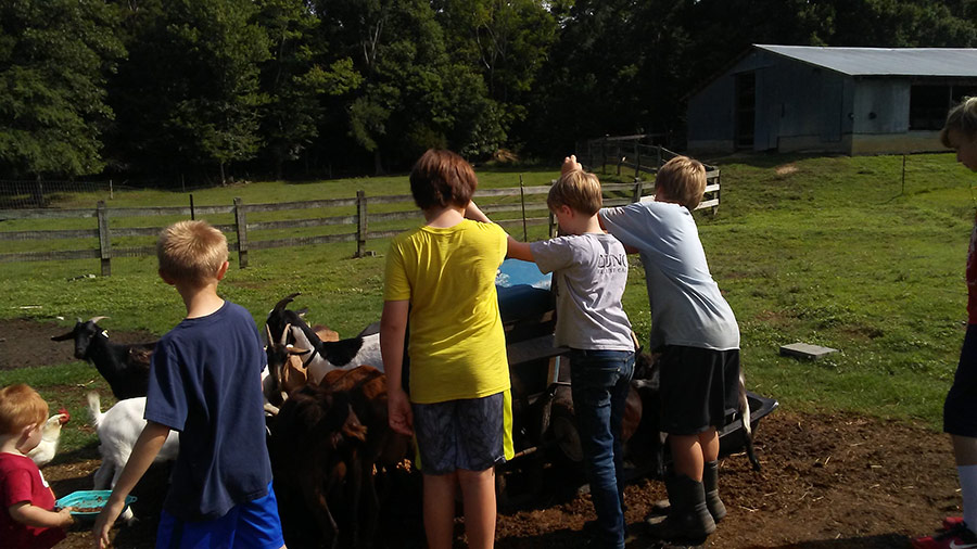 Children caring for the goats