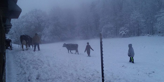 Winter On The Farm: Successes And Struggles