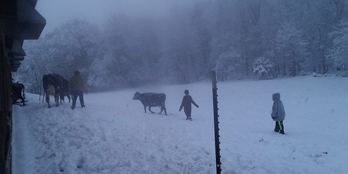 The Withingtons getting the cows into the barn