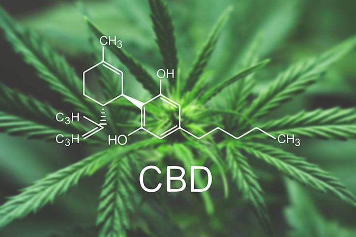Chemical Makeup of CBD Oil in white over a hemp plant