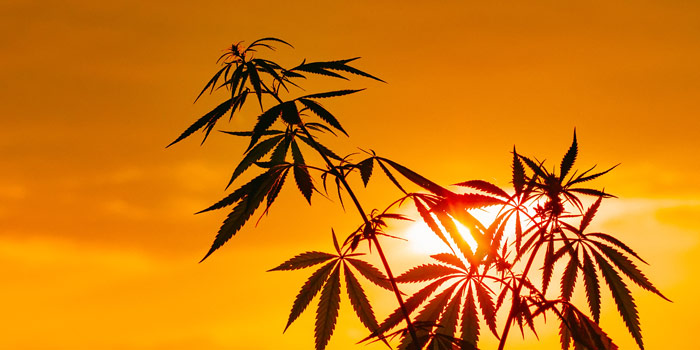 Hemp Plants Against Orange Sunset