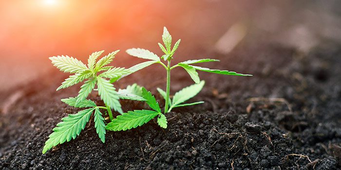 HempWorx CBD Business Opportunity: Tips To Starting Your Own CBD Business