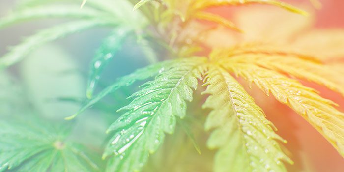 Know Your CBD Facts