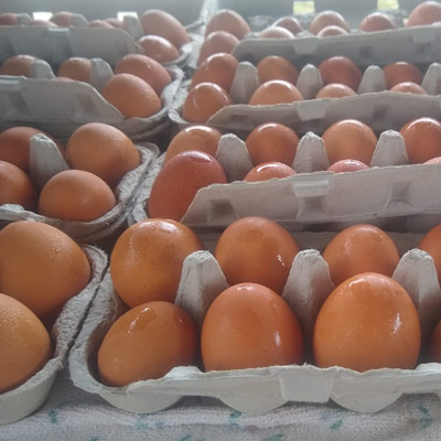 Fresh brown eggs from Lilly Den Farm