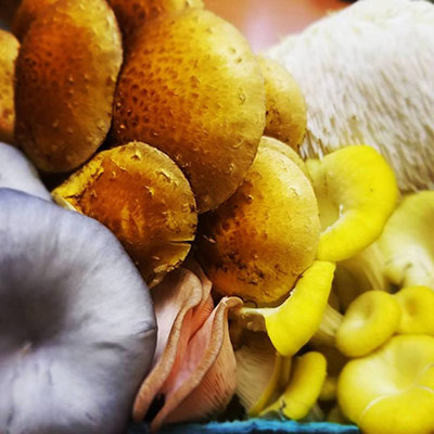 Closeup of fresh Haw River Mushrooms