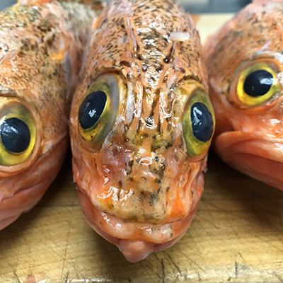 Closeup of fresh Hook and Larder Fish